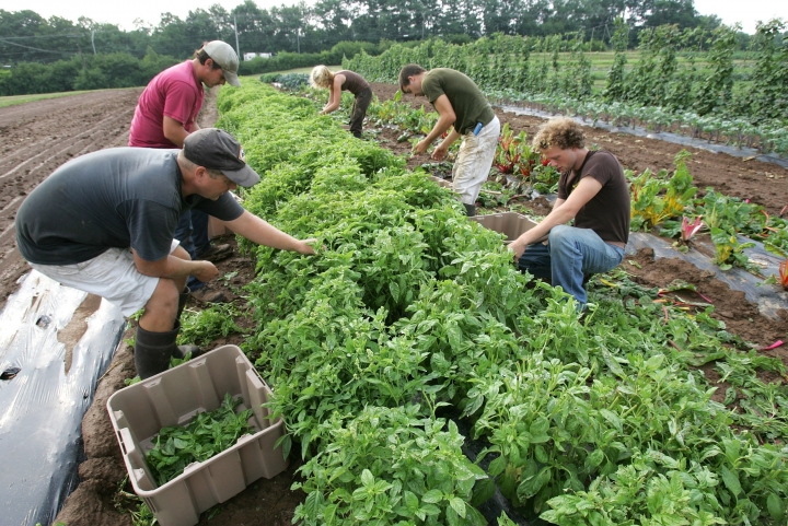 Common-Reasons-Why-Organic-Farming-is-Essential